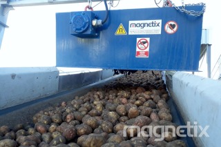 Over-belt electromagnet - separation of metal contaminants from potatoes.